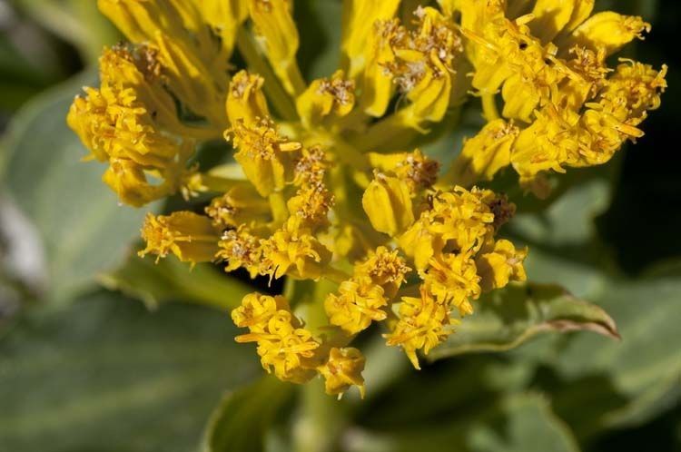 Yermo xanthocephalus — houseplant care guide