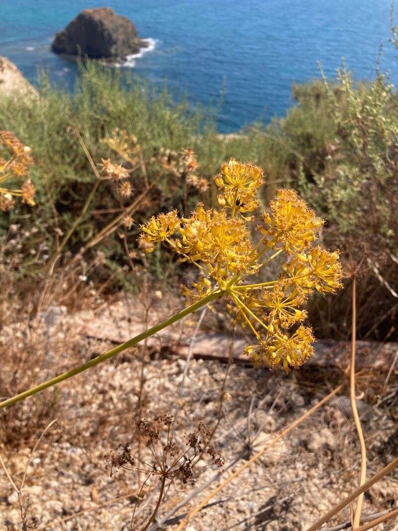Thapsia tenuifolia flower