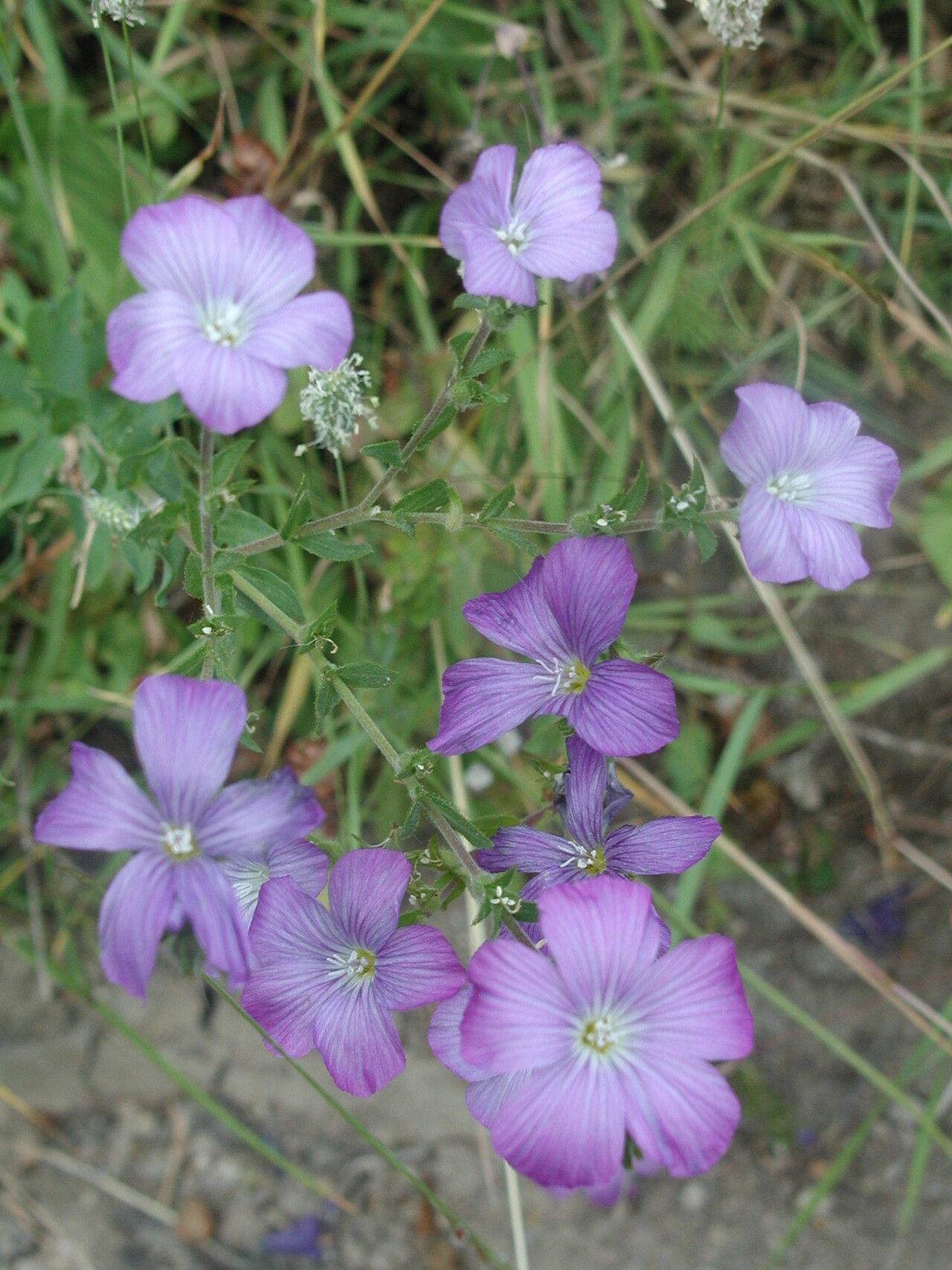 Linum hirsutum flower