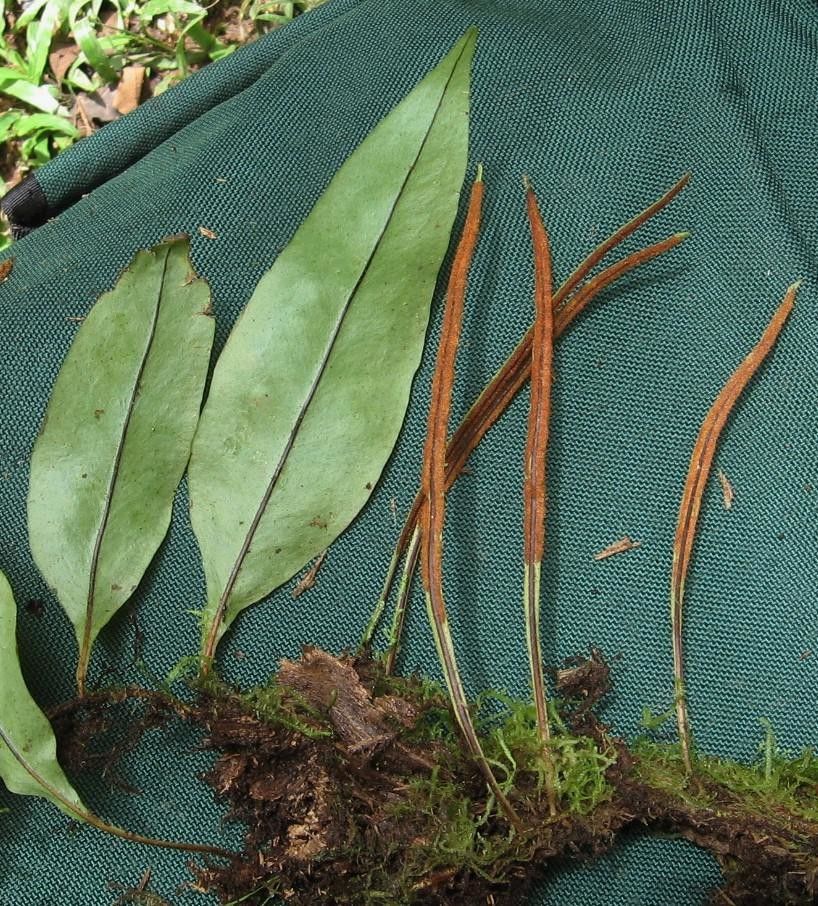 Pleopeltis wiesbaurii other