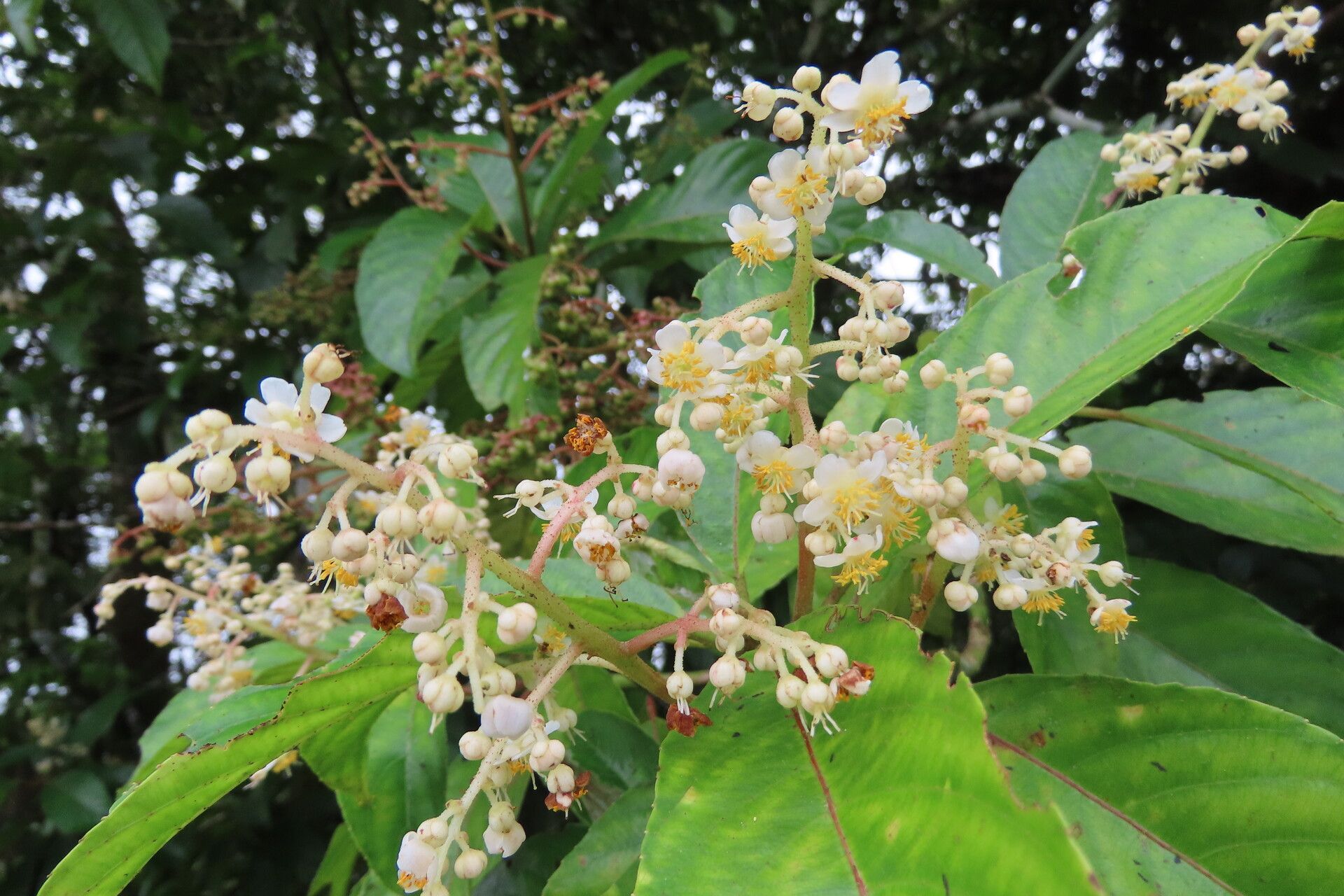 Saurauia yasicae flower