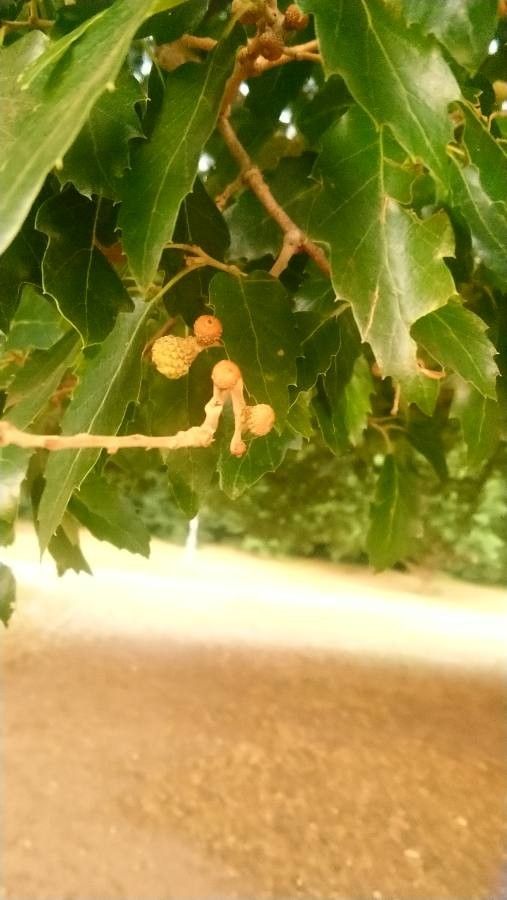 Quercus x lucombeana fruit