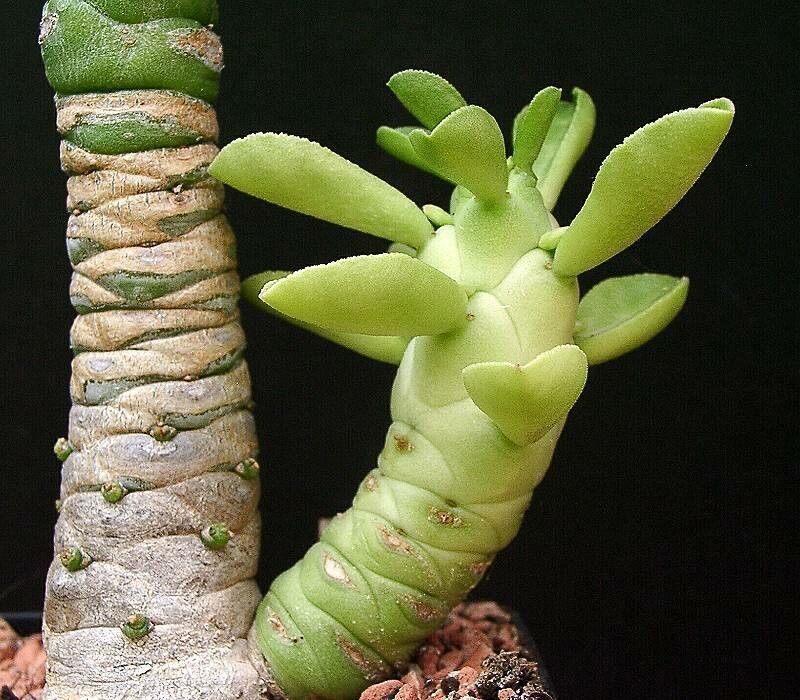 Euphorbia kimberleyana — houseplant care guide