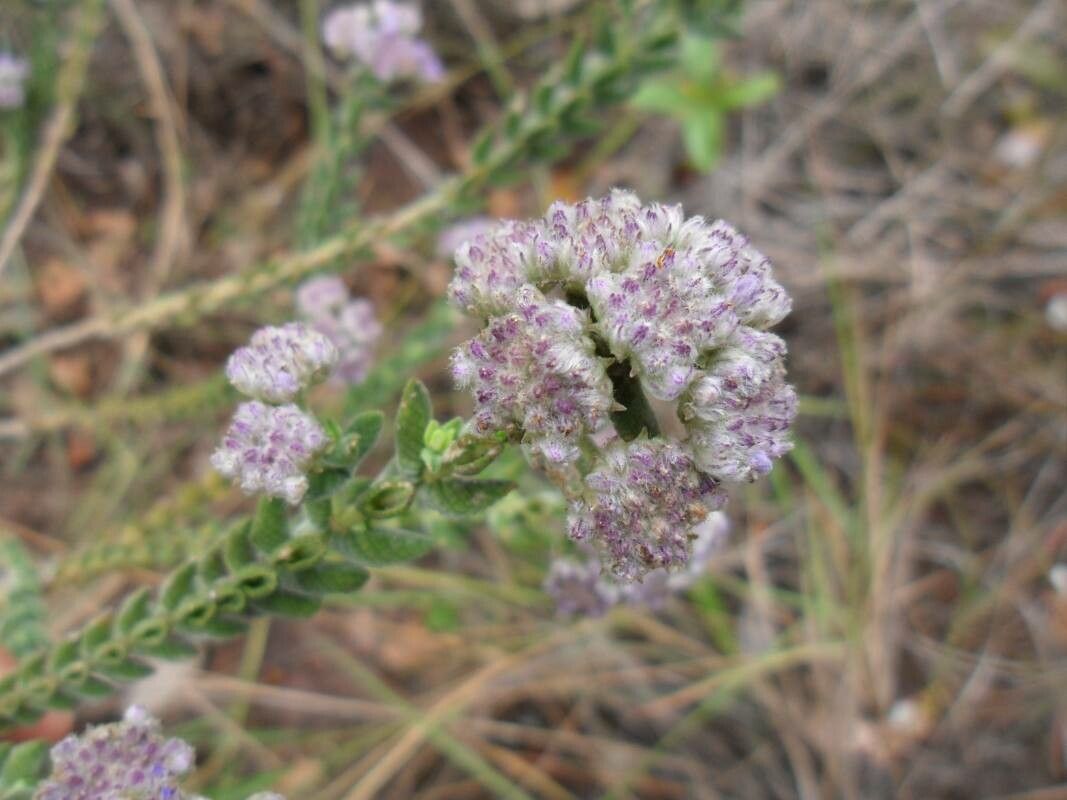 Hyptis crenata — houseplant care guide