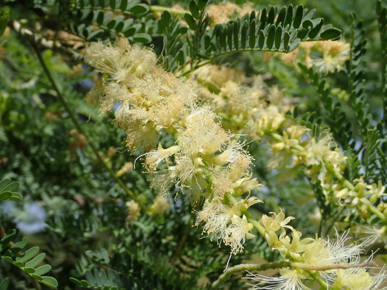 Faidherbia albida flower