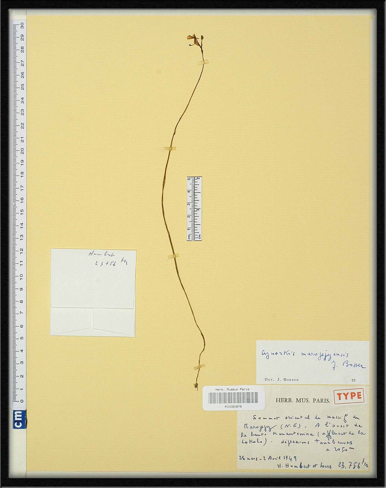 Cynorkis marojejyensis — houseplant care guide