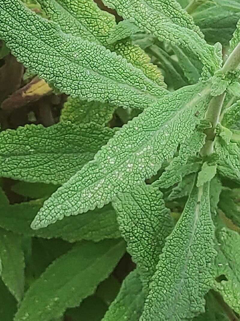 Calceolaria integrifolia leaf
