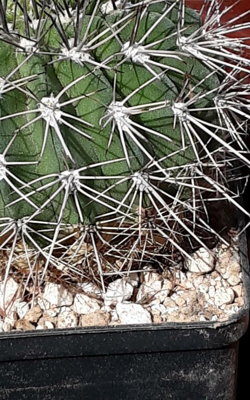 Acanthocalycium klimpelianum flower