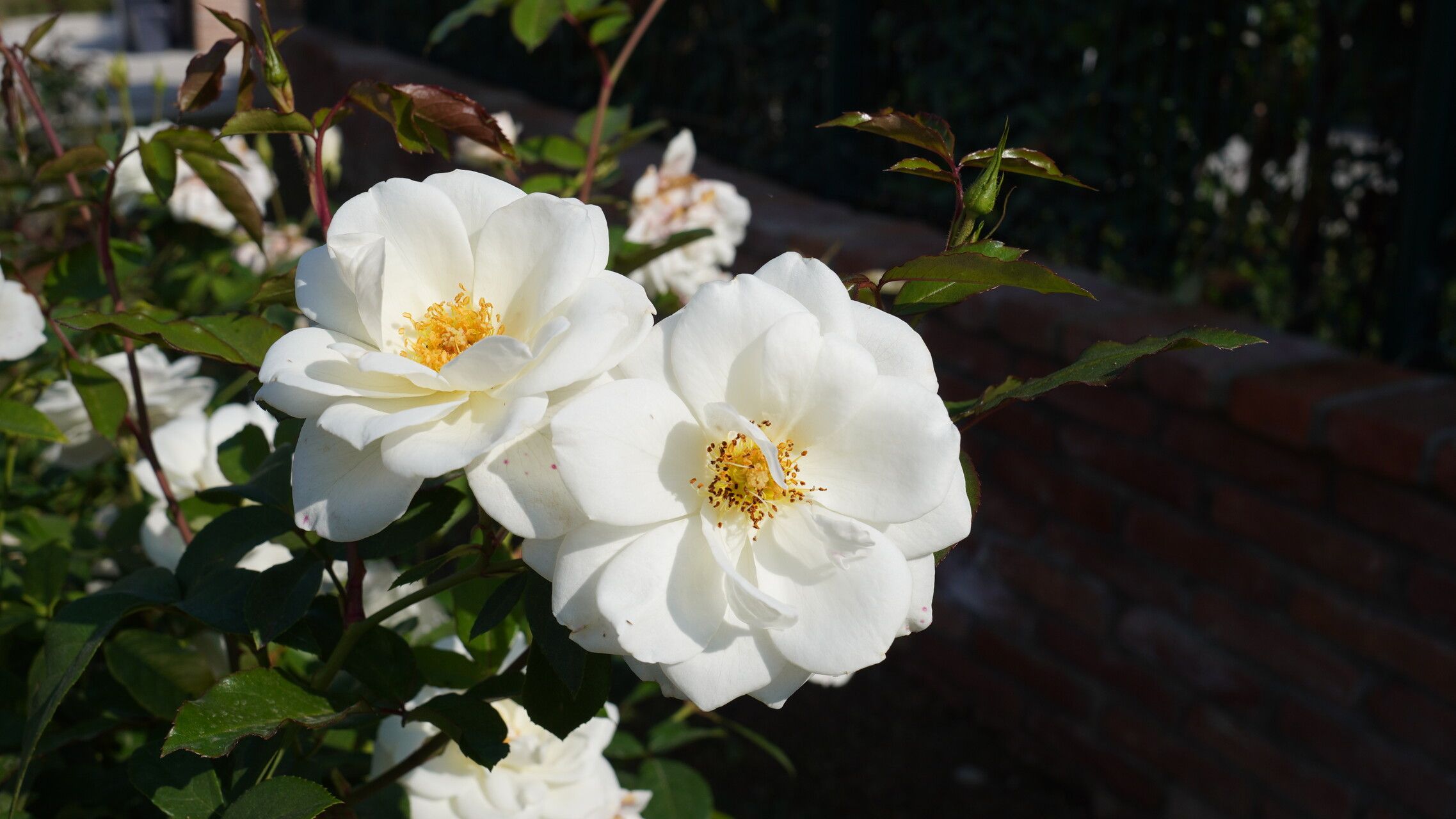 Rosa laevigata flower