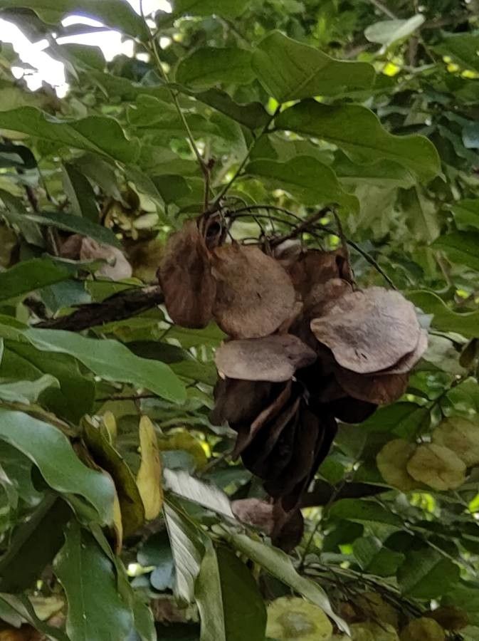 Trichilia dregeana fruit