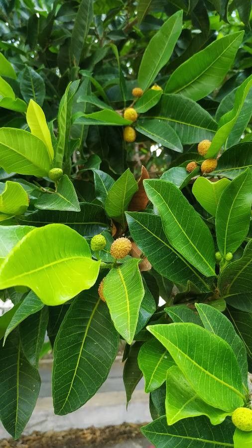 Brosimum alicastrum fruit