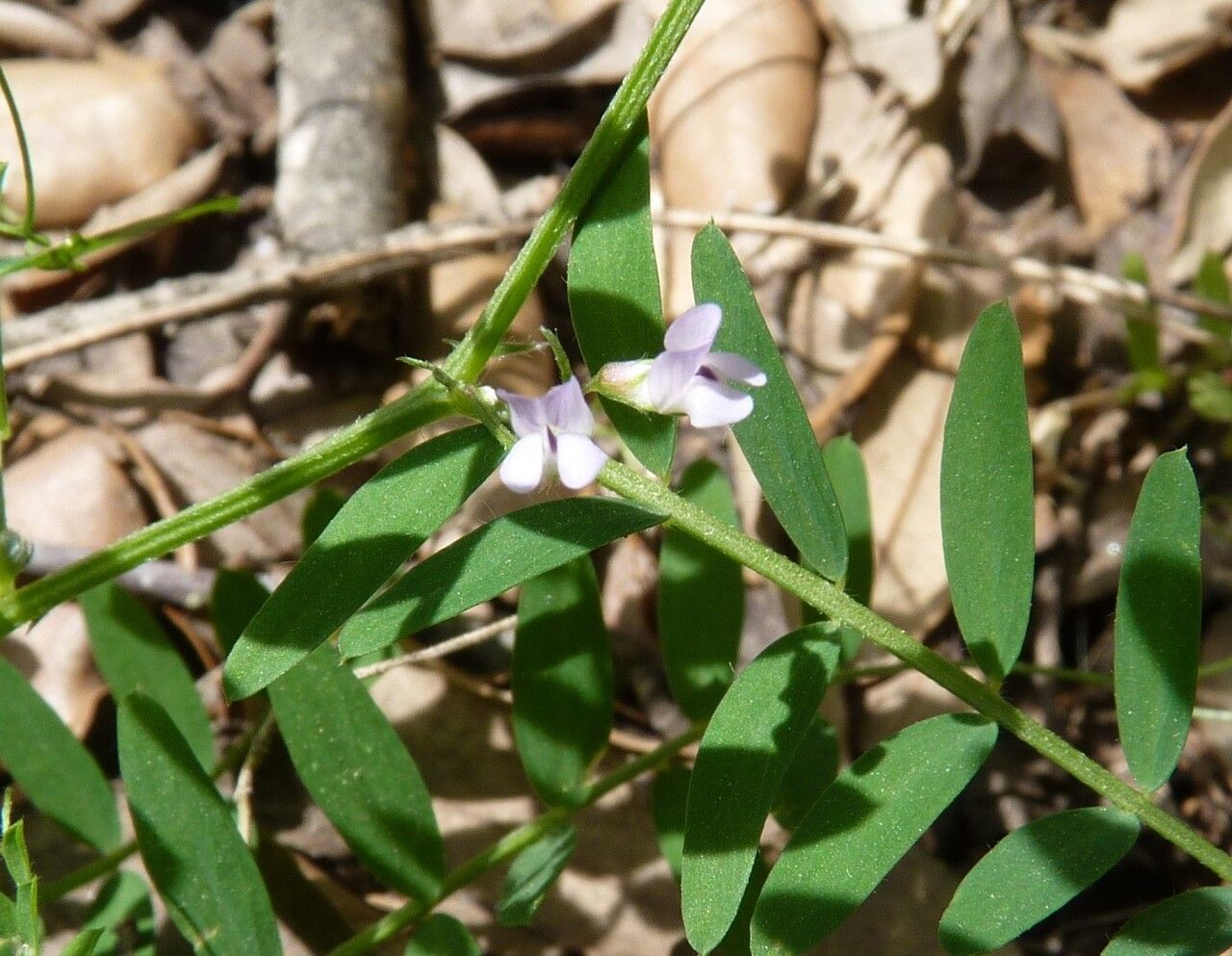 Vicia disperma flower