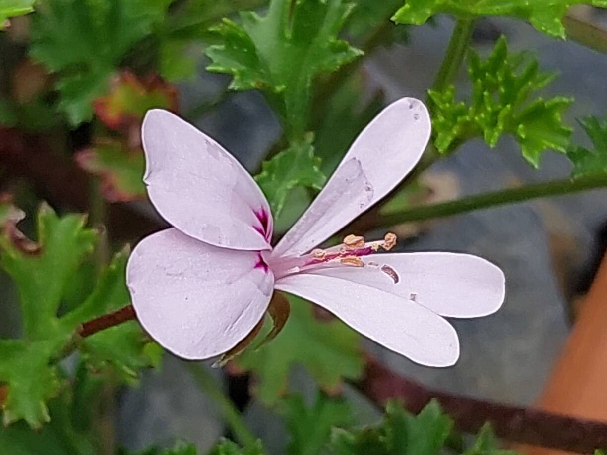 Pelargonium ternatum flower