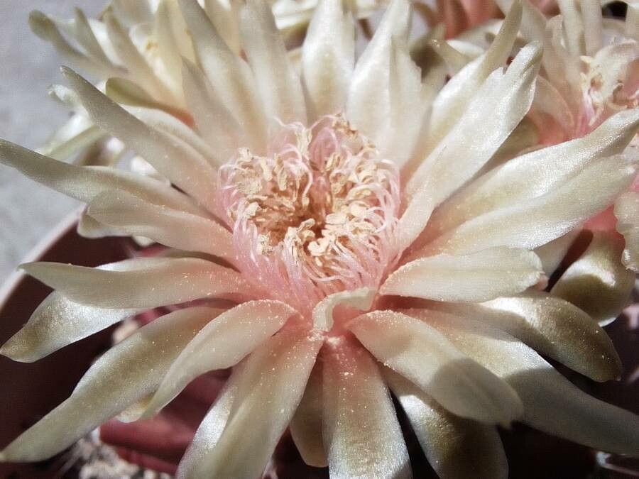 Gymnocalycium stenopleurum flower