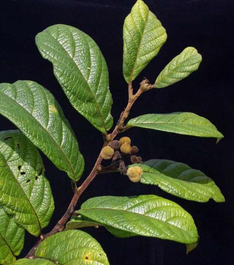 Dichapetalum axillare — related species from the same genus