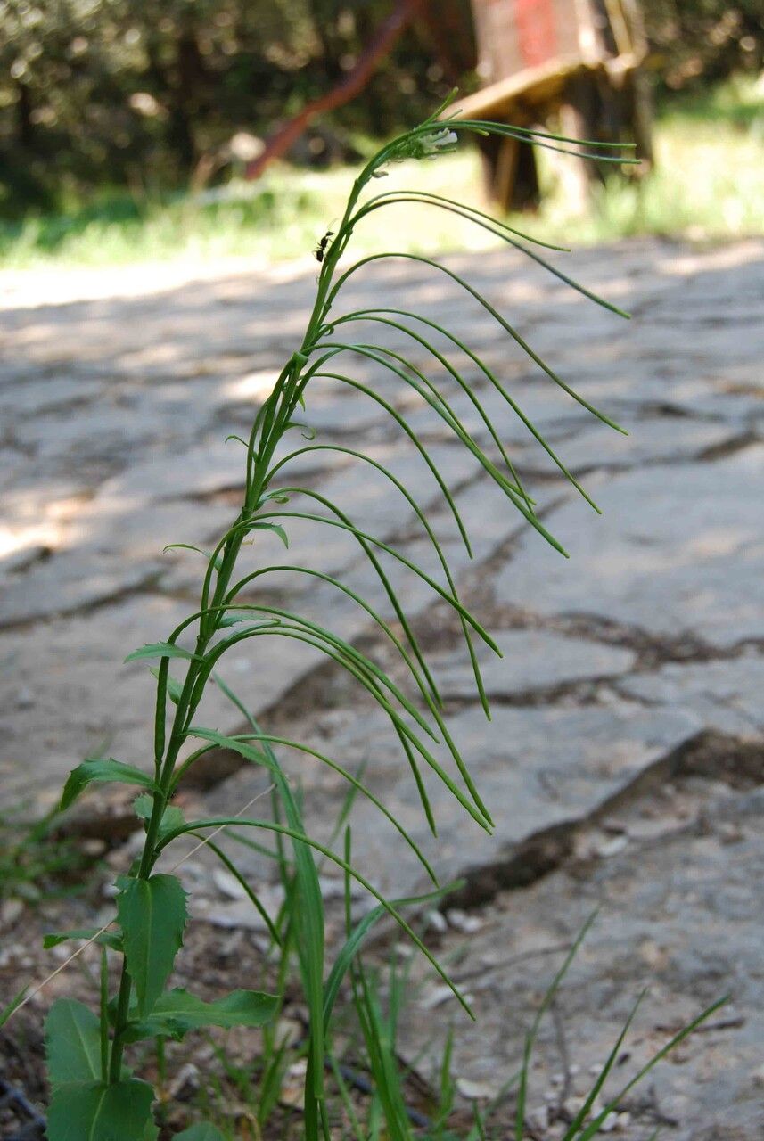 Arabis turrita fruit