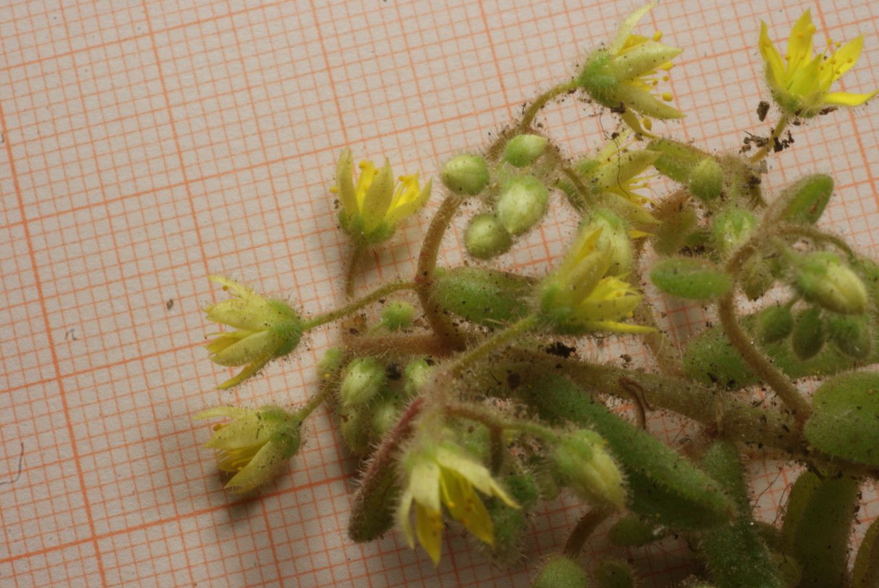 Sedum pubescens flower