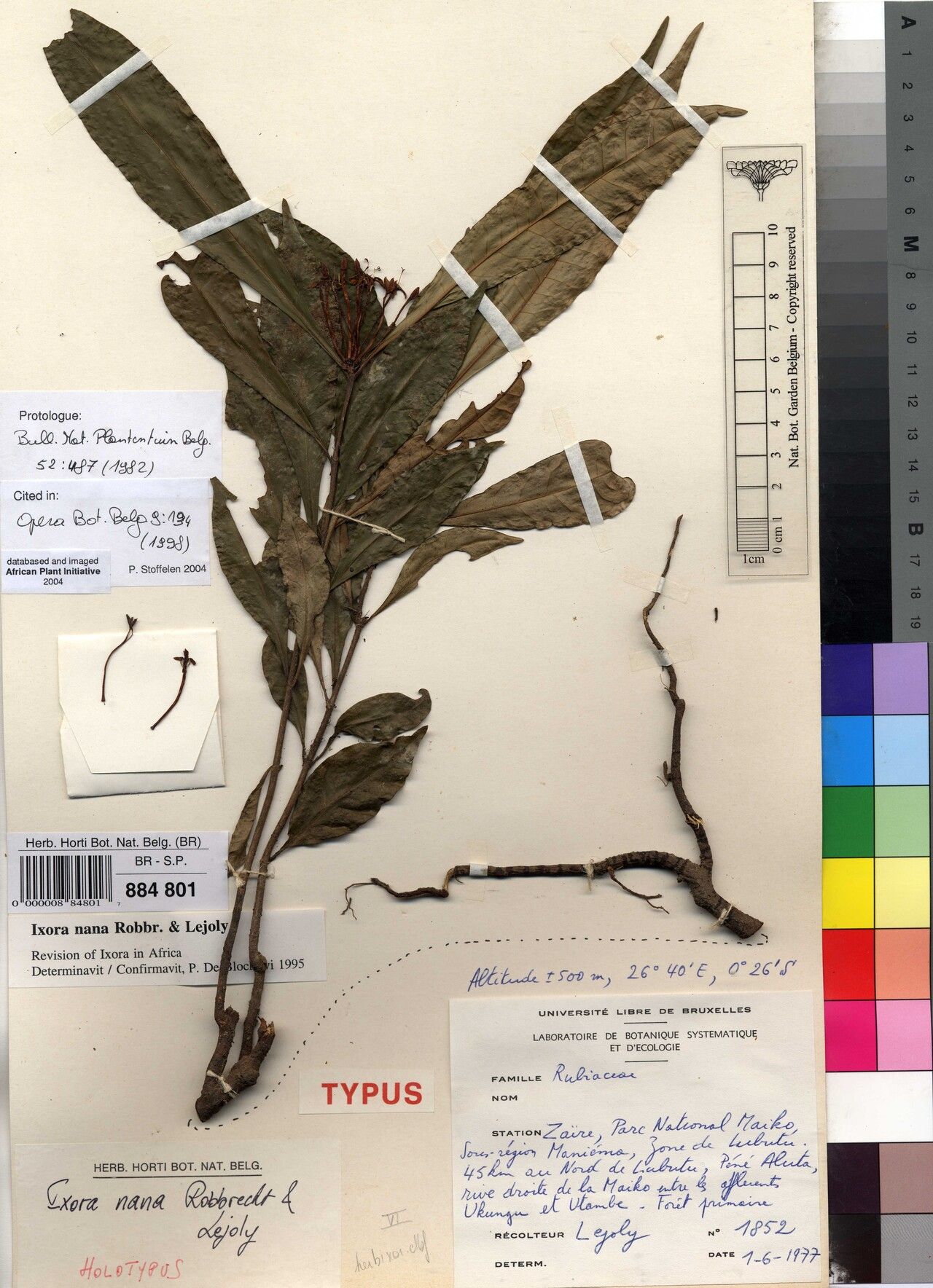 Ixora nana — search result for 'Ixora'