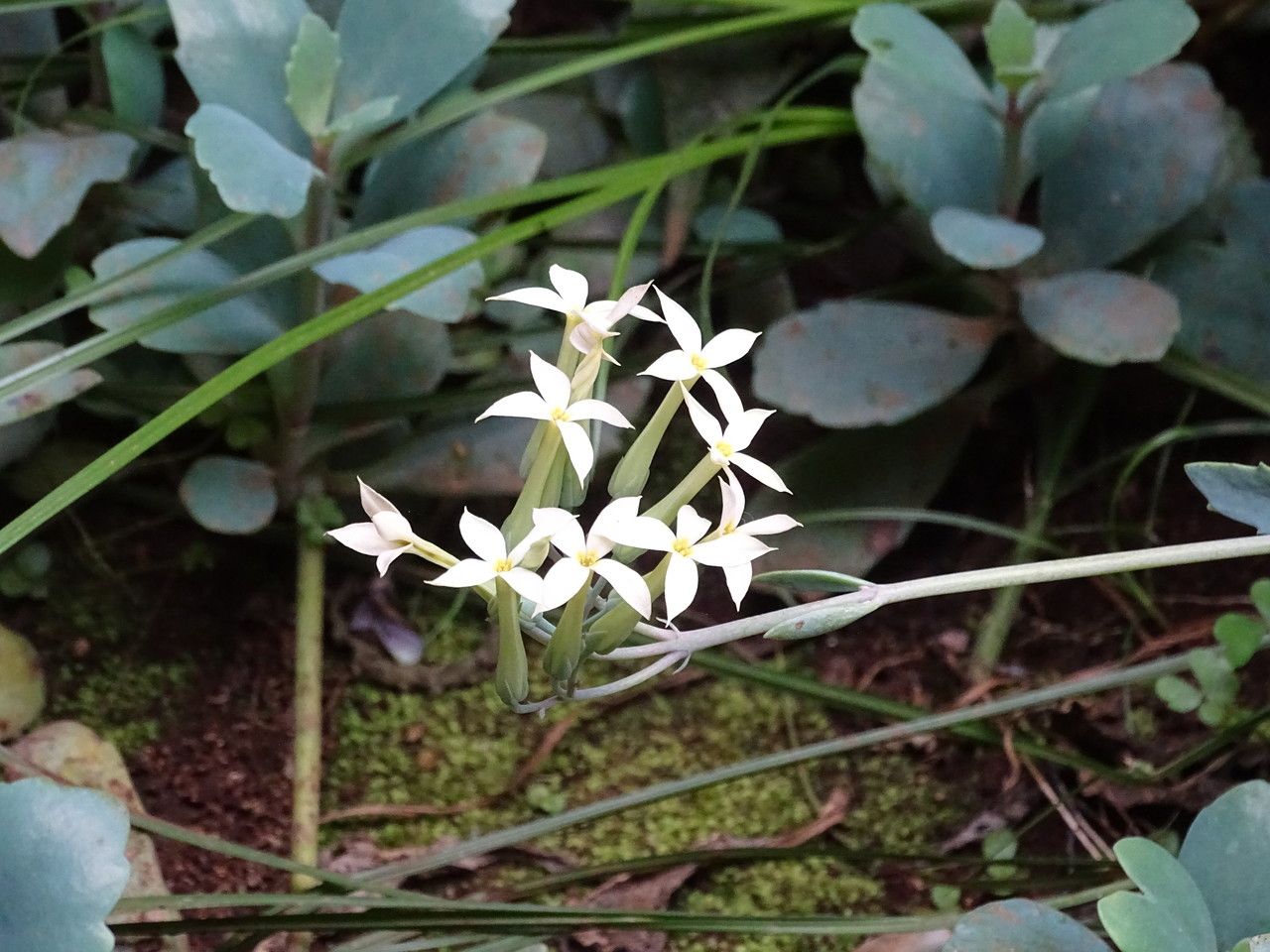 Kalanchoe marmorata flower