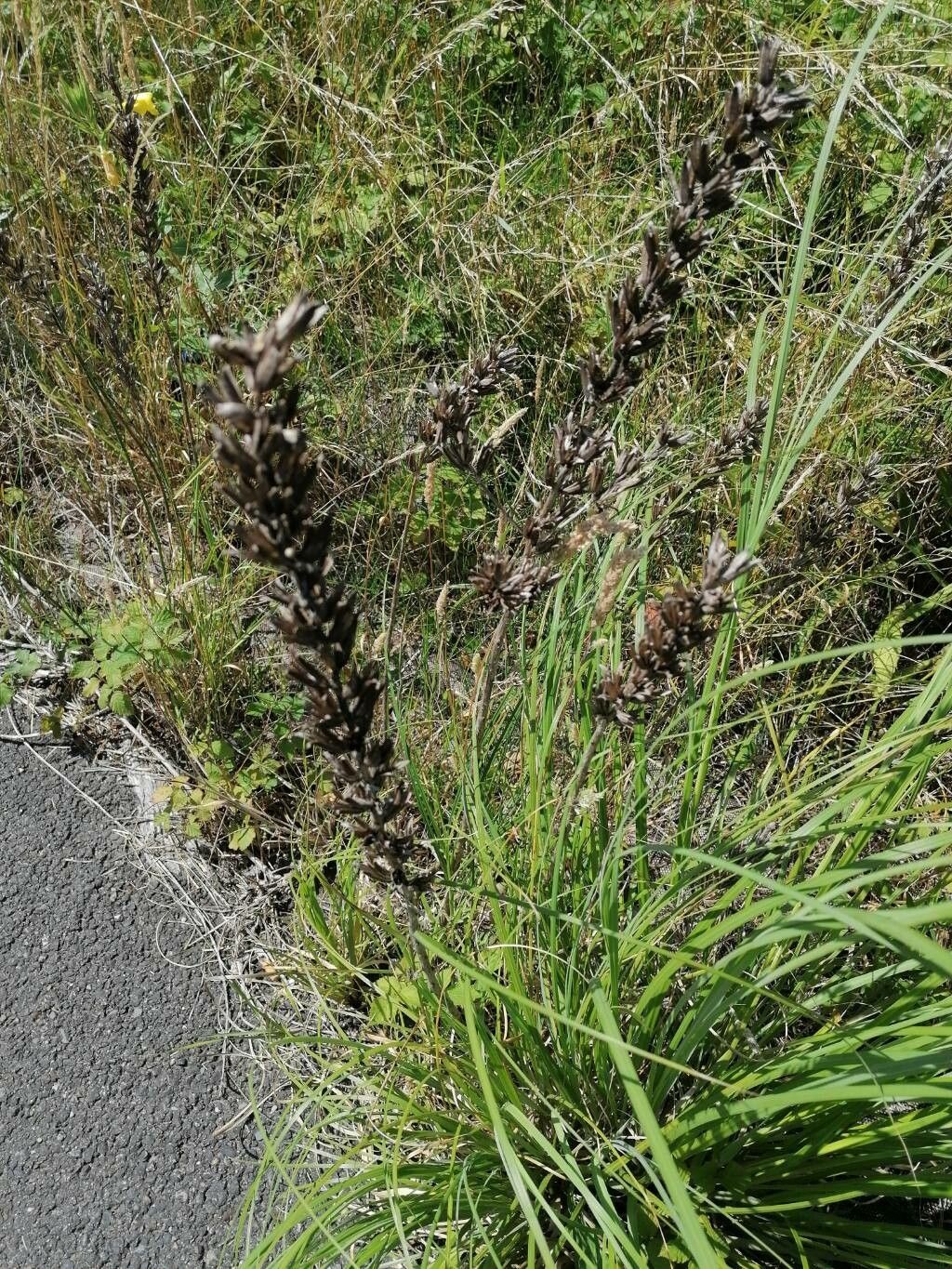 Oenothera × fallax habit
