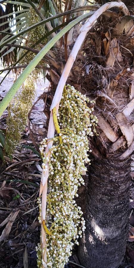 Leucothrinax morrisii fruit
