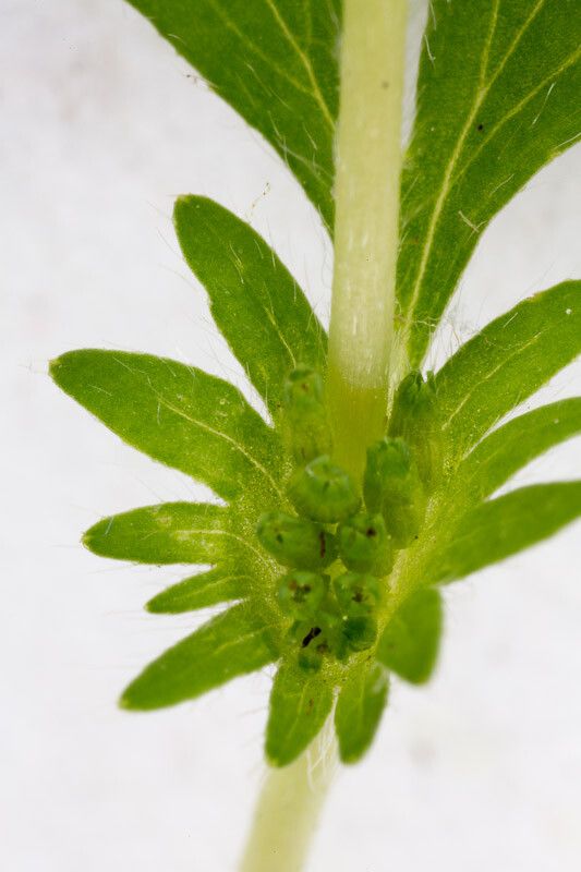 Aphanes arvensis fruit