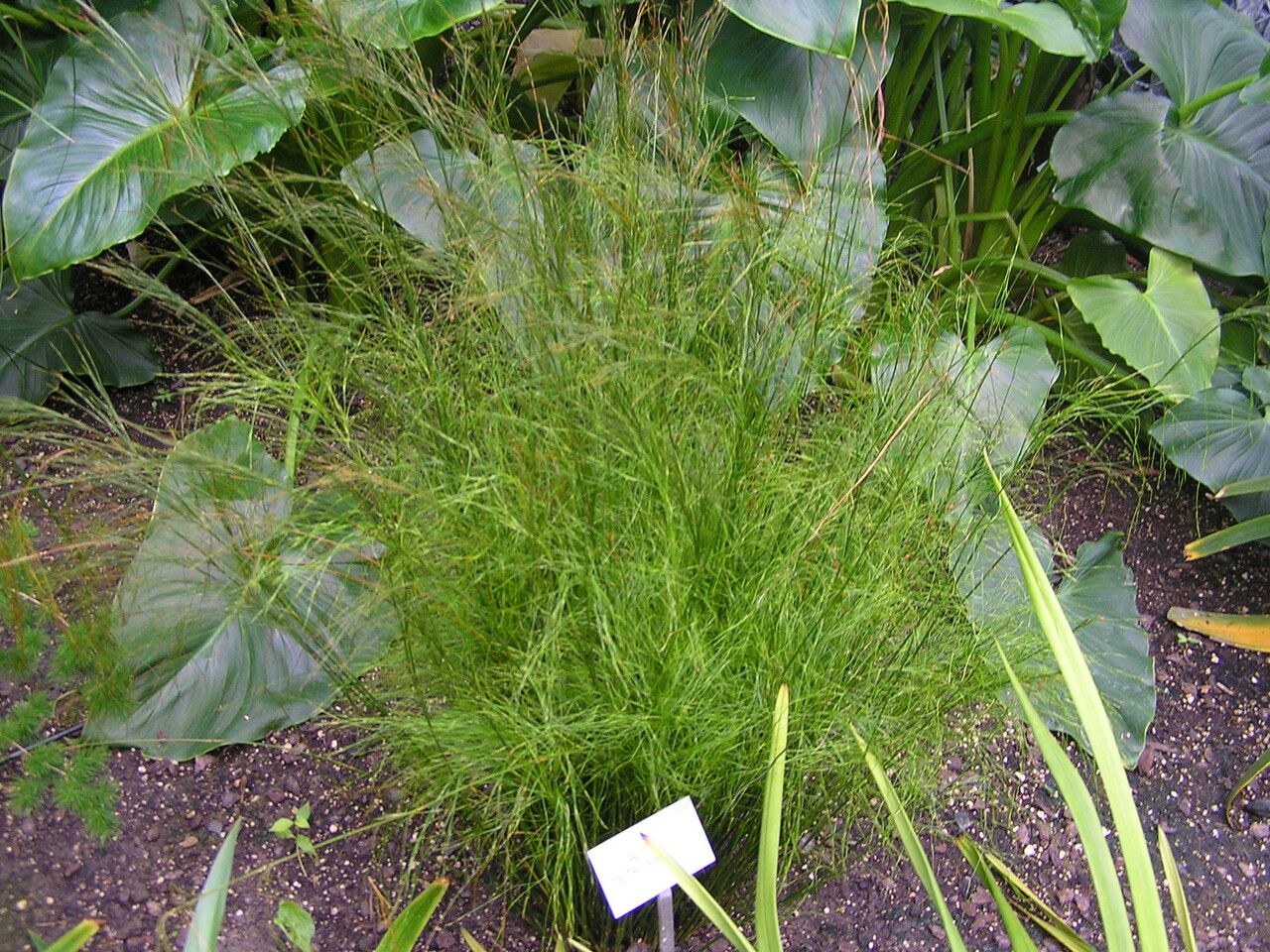Baloskion tetraphyllum habit