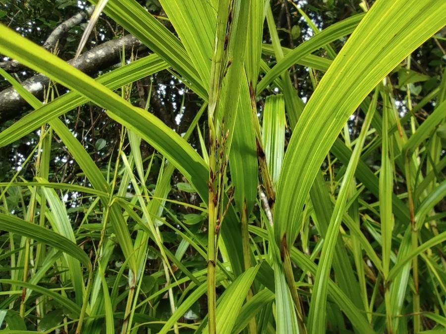 Scleria gaertneri flower