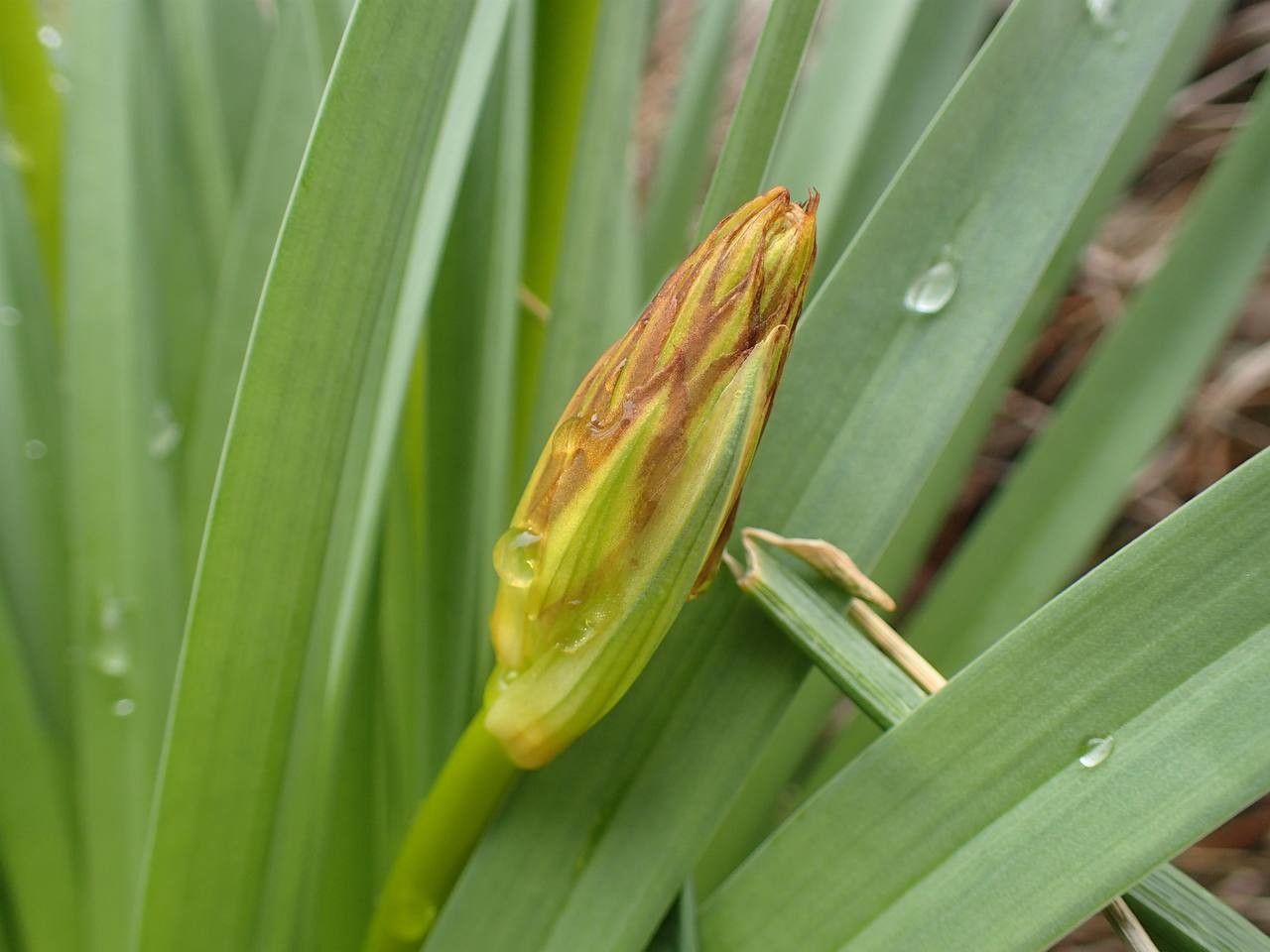 Asphodelus macrocarpus fruit