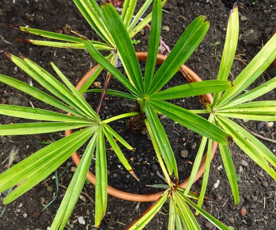Trachycarpus geminisectus leaf