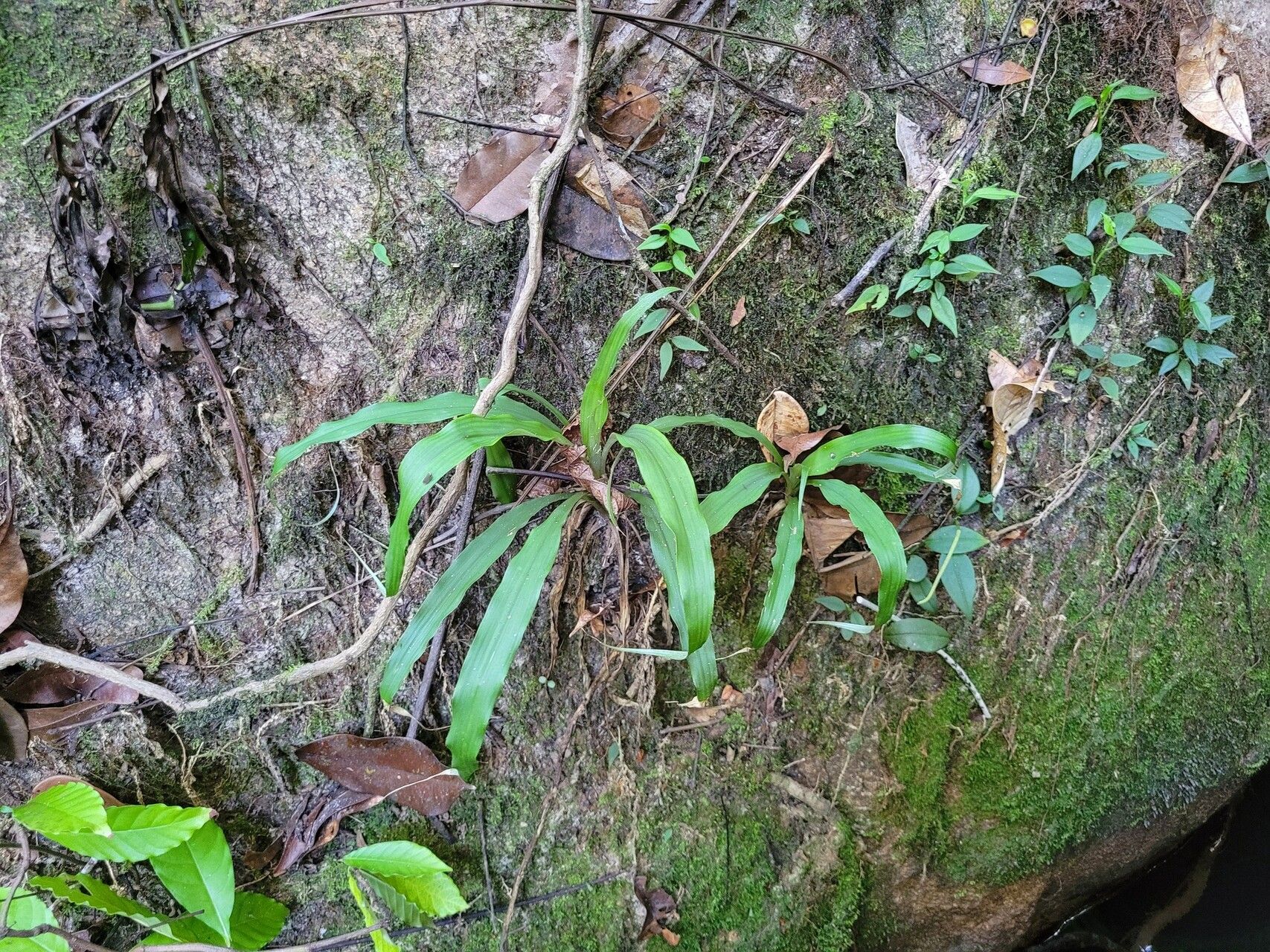 Pitcairnia rubiginosa habit