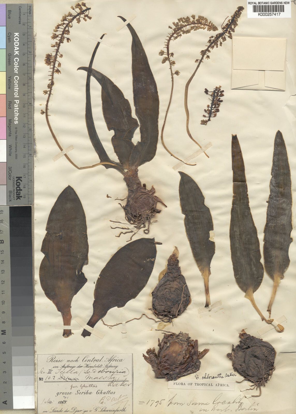 Scilla chlorantha — houseplant care guide