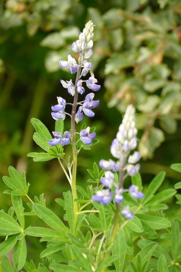 Lupinus nootkatensis flower