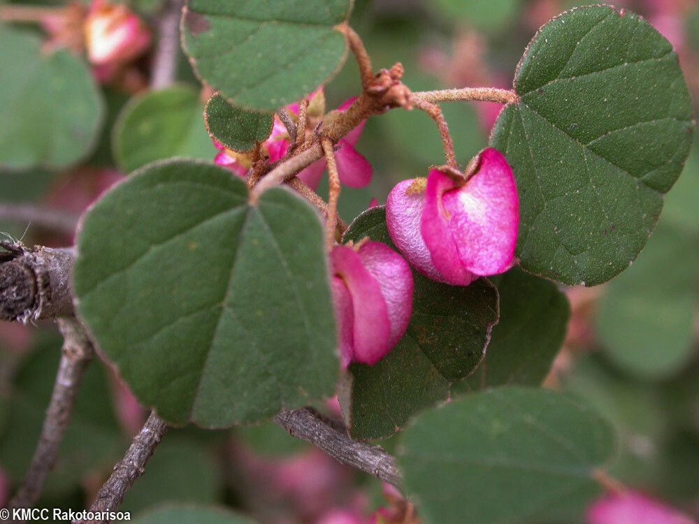 Dombeya tremuliformis leaf