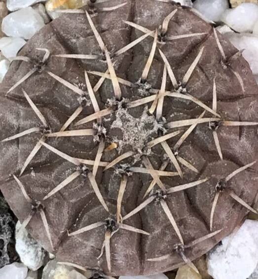 Gymnocalycium basiatrum — search result for 'Gymnocalycium'