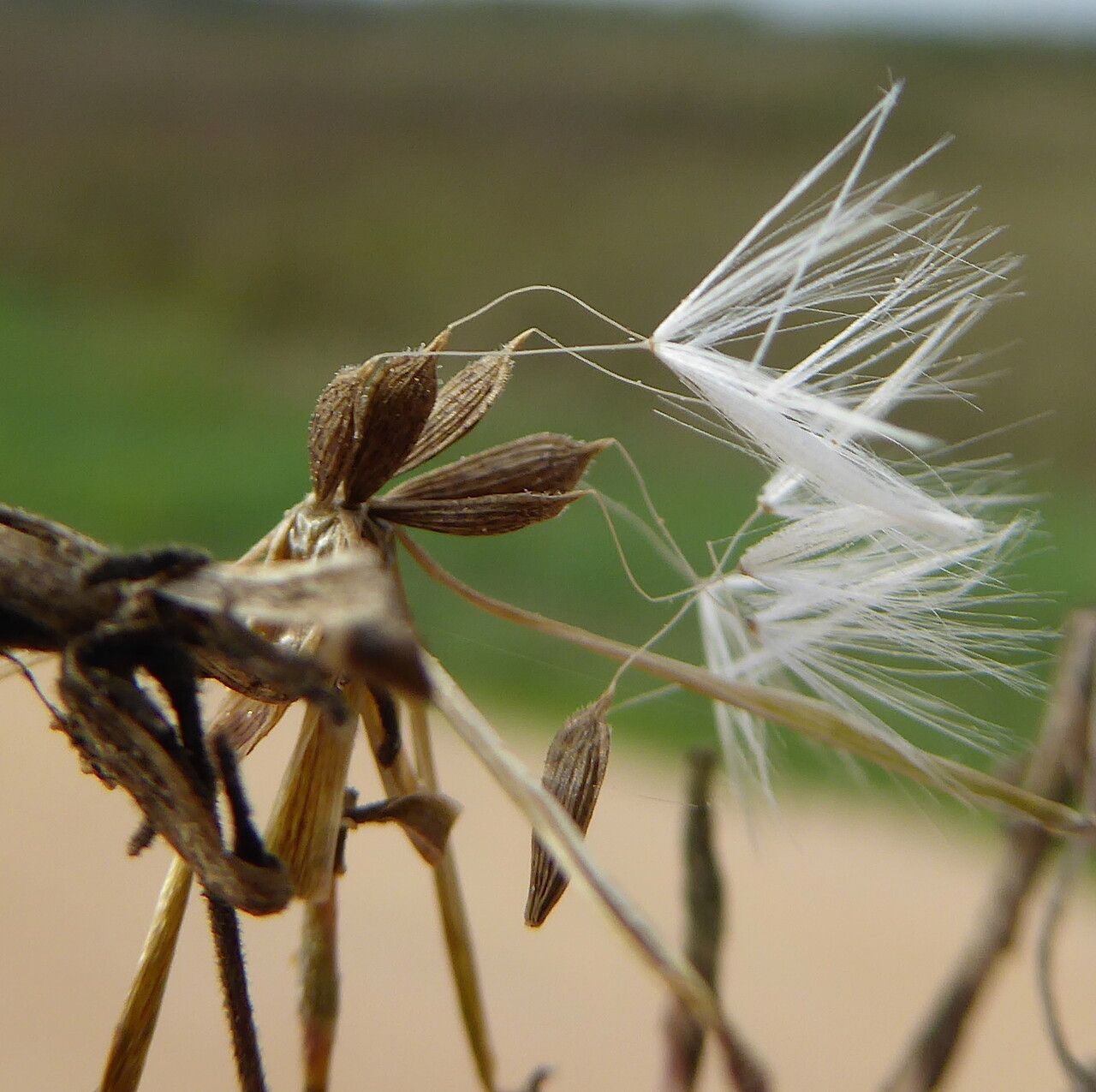 Lactuca saligna fruit