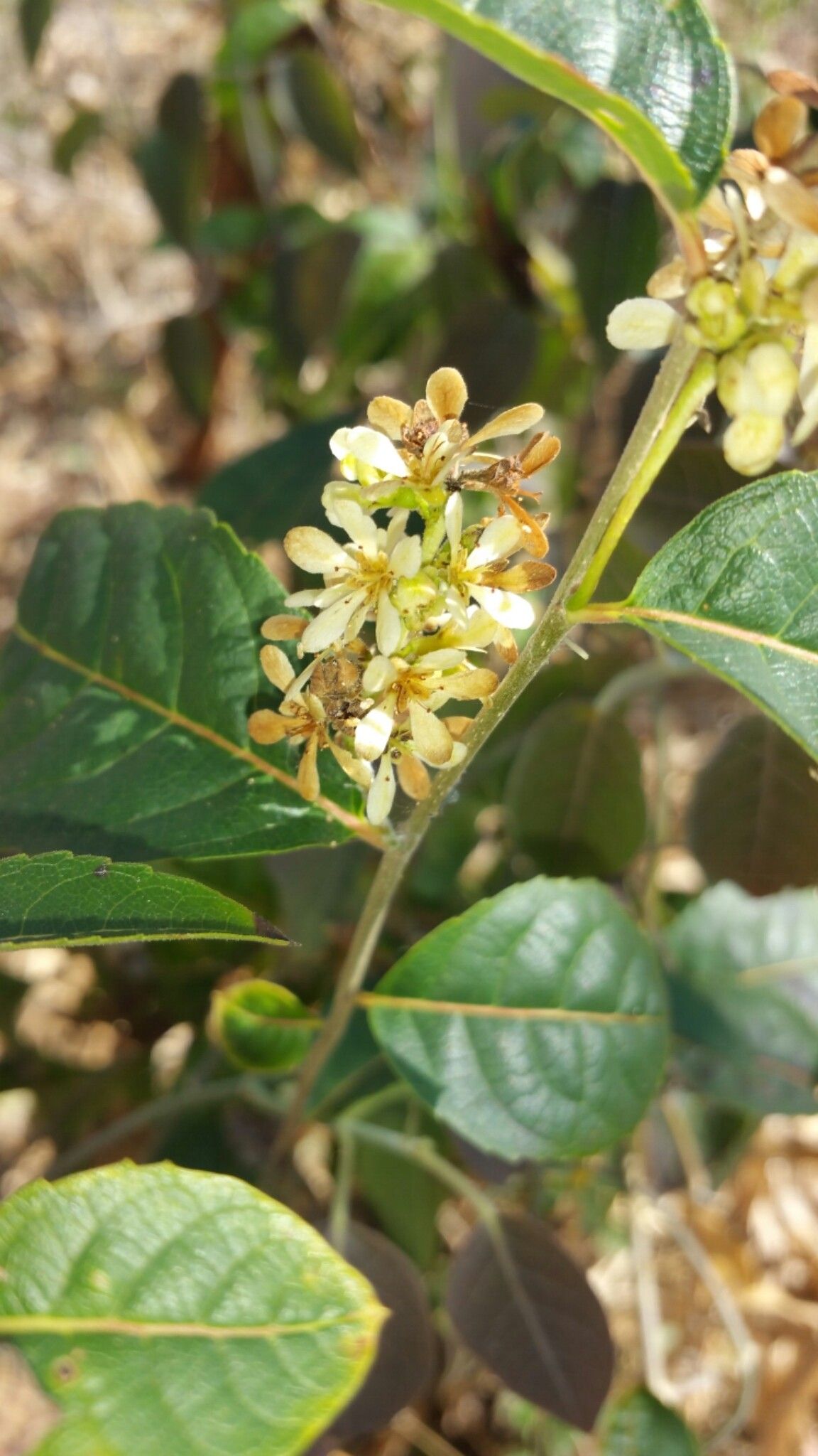 Homalium albiflorum flower