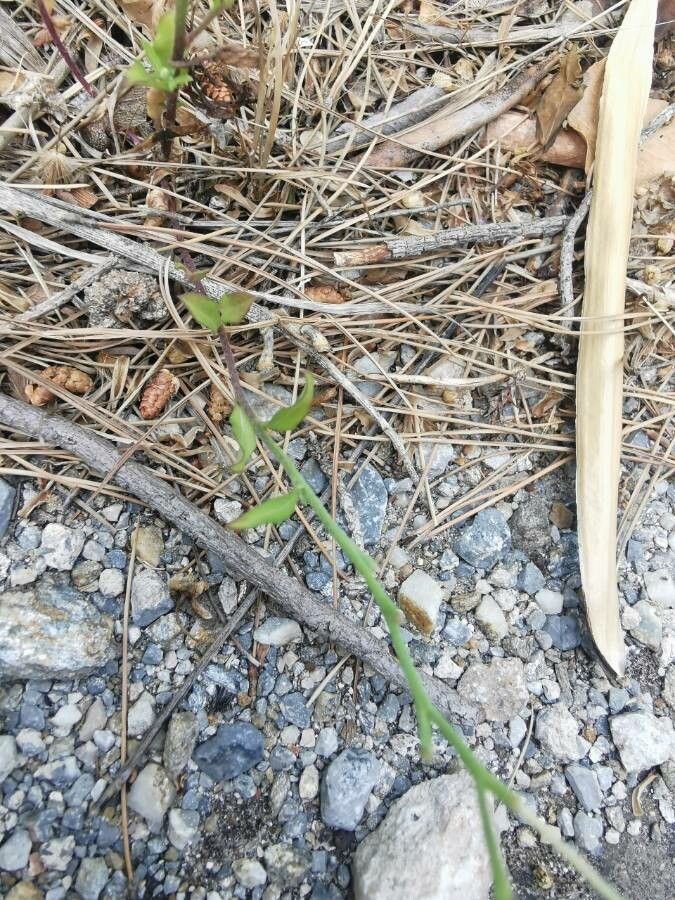 Malcolmia graeca — houseplant care guide