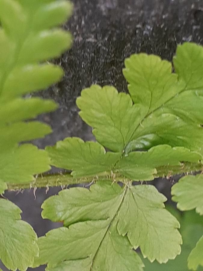 Dryopteris cristata bark