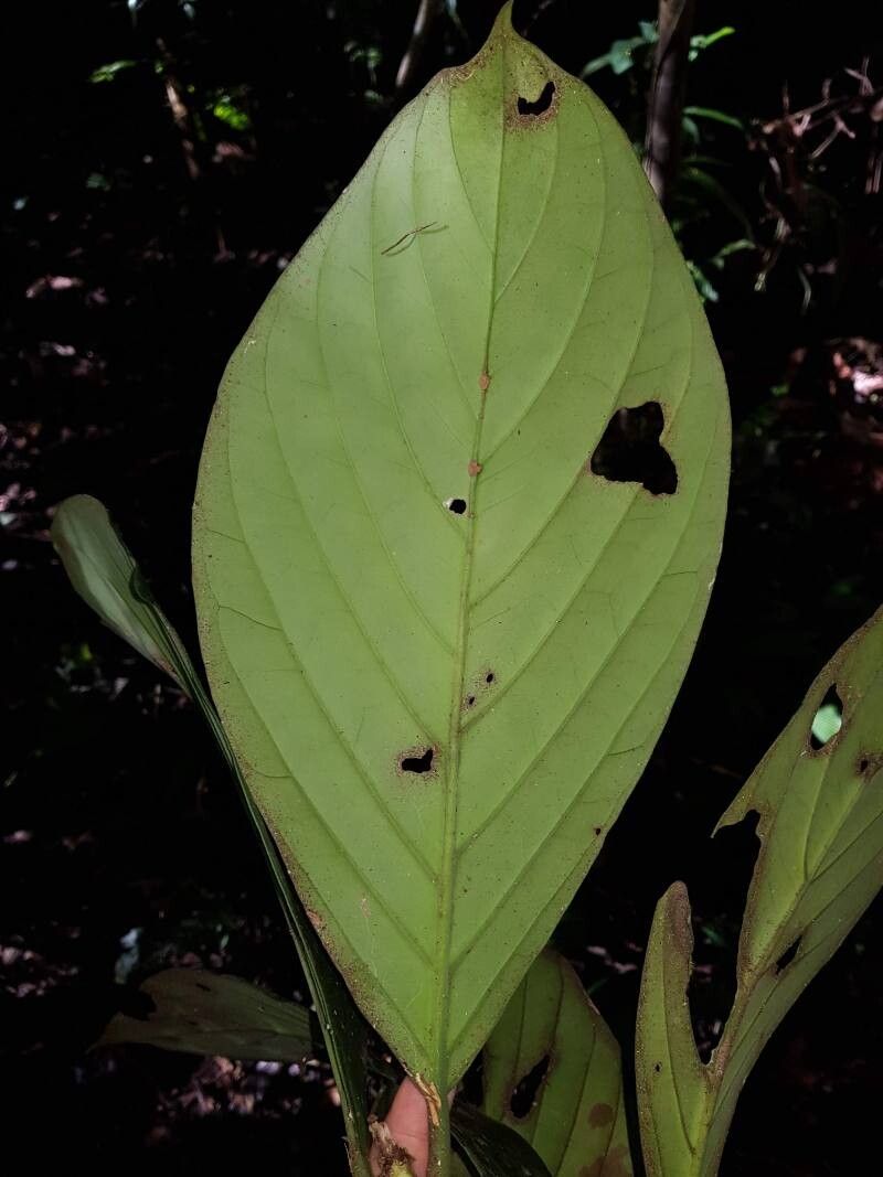 Posoqueria grandiflora leaf