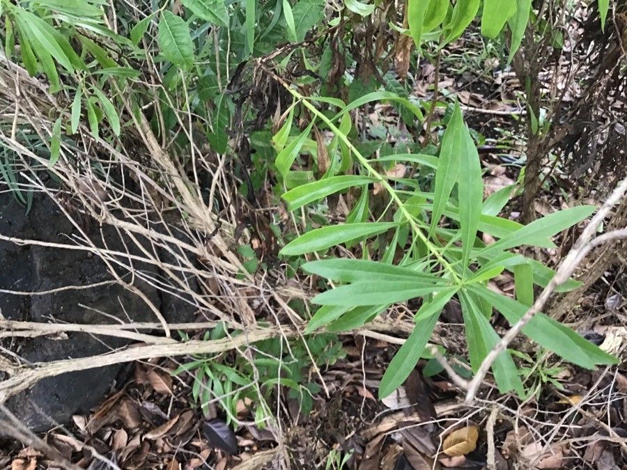 Globularia salicina leaf