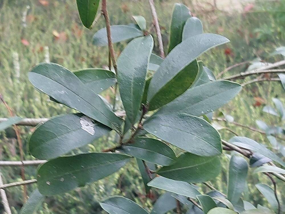 Magnolia yunnanensis — search result for 'Magnolia'