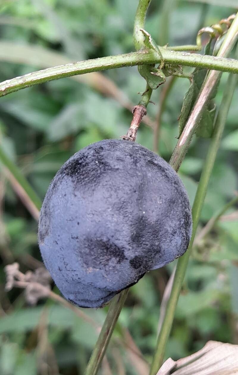 Passiflora misera — houseplant care guide