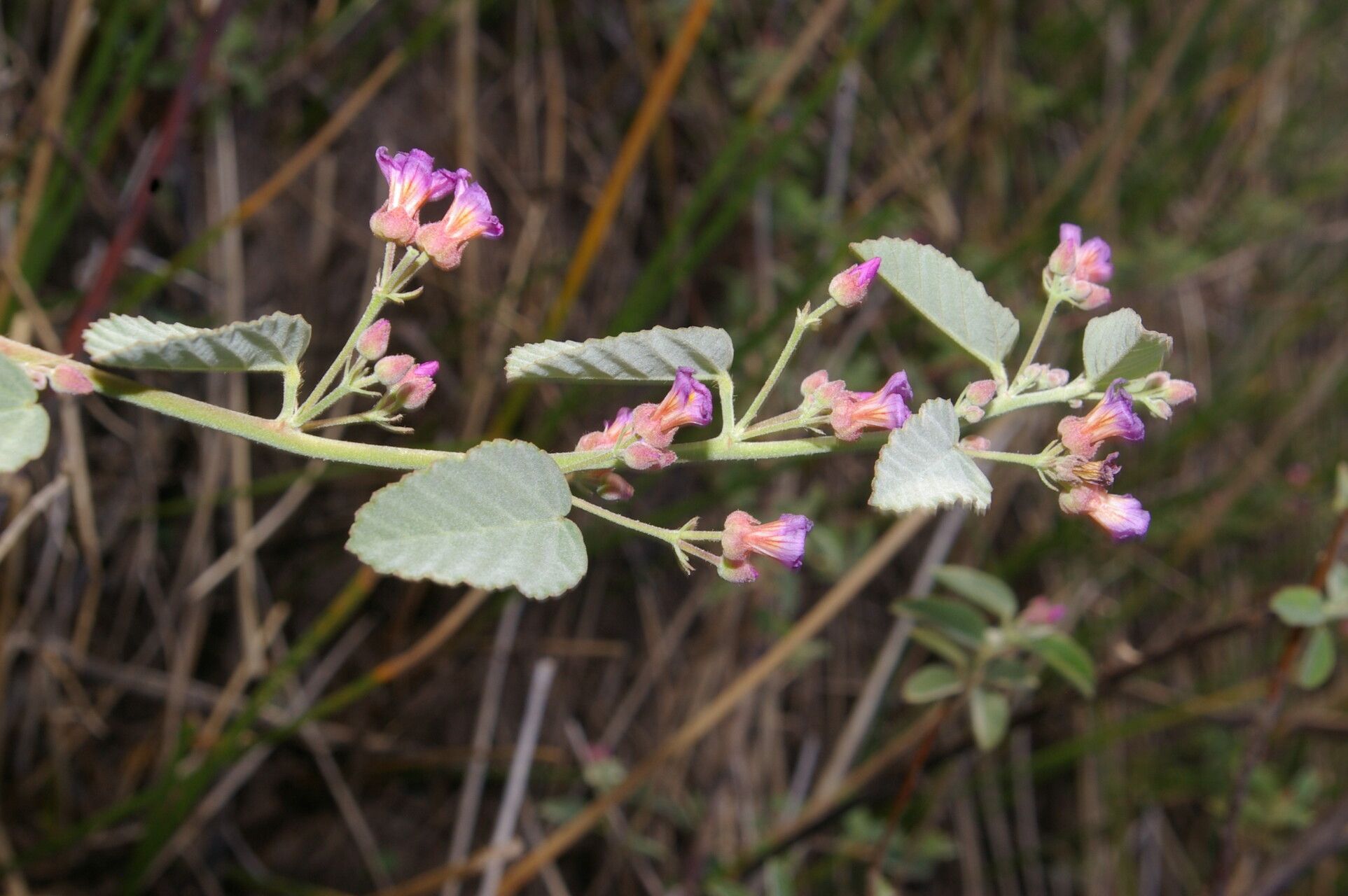 Melochia arenosa — related species from the same genus