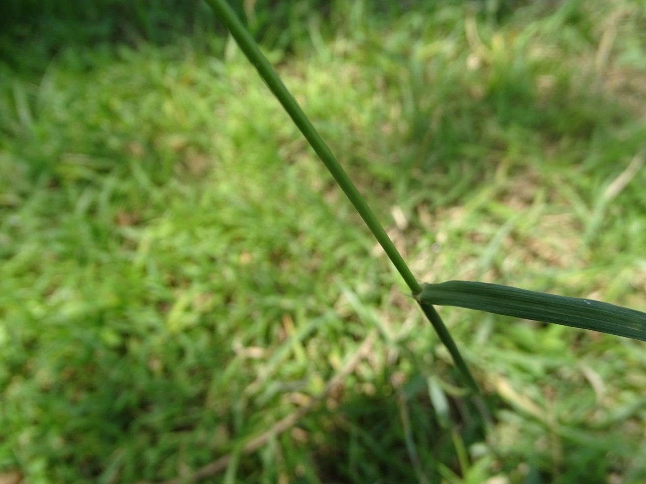 Chloris gayana leaf