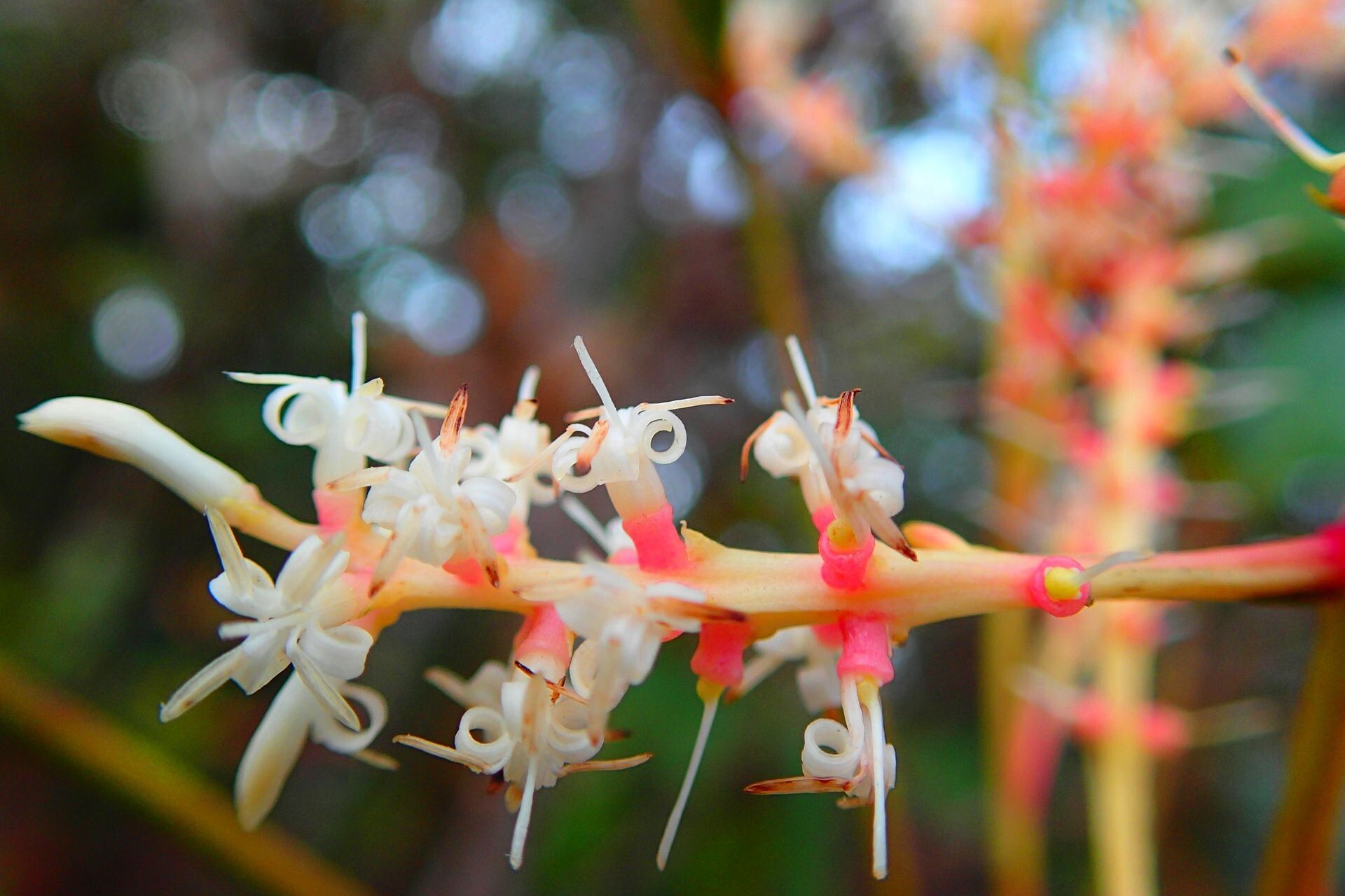 Beauprea montana flower