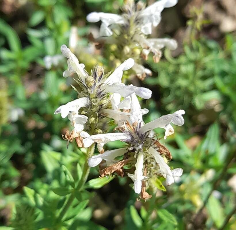 Nepeta podostachys flower