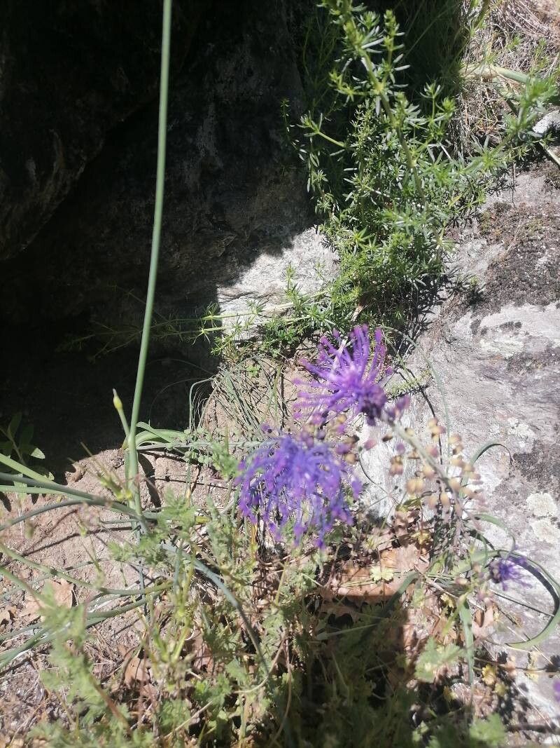 Muscari matritense flower