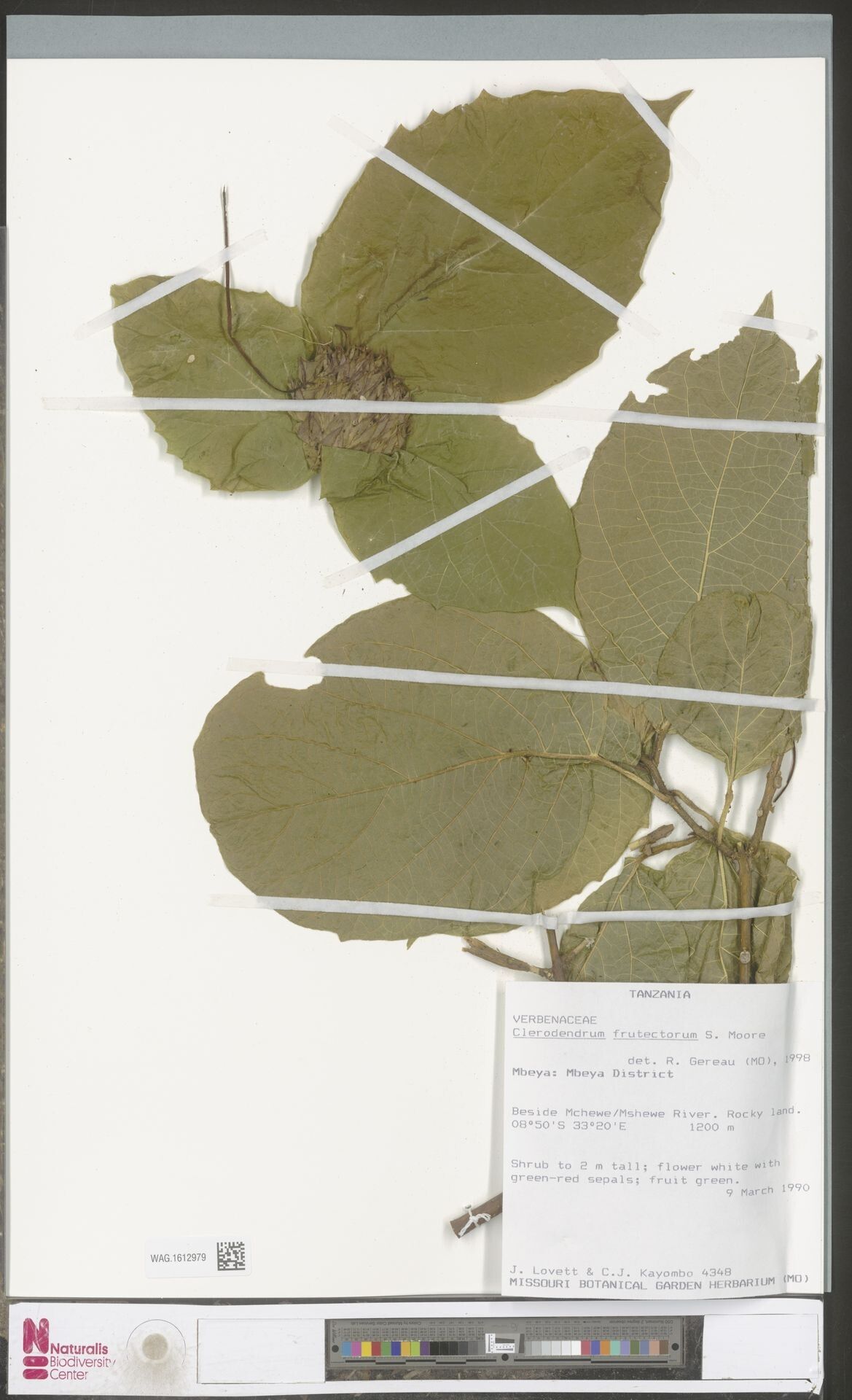 Clerodendrum frutectorum — houseplant care guide