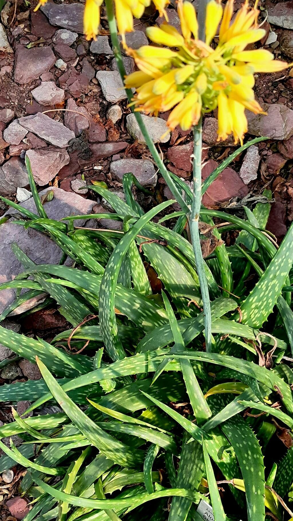 Aloe sinkatana habit
